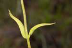 Manyflower beardtongue